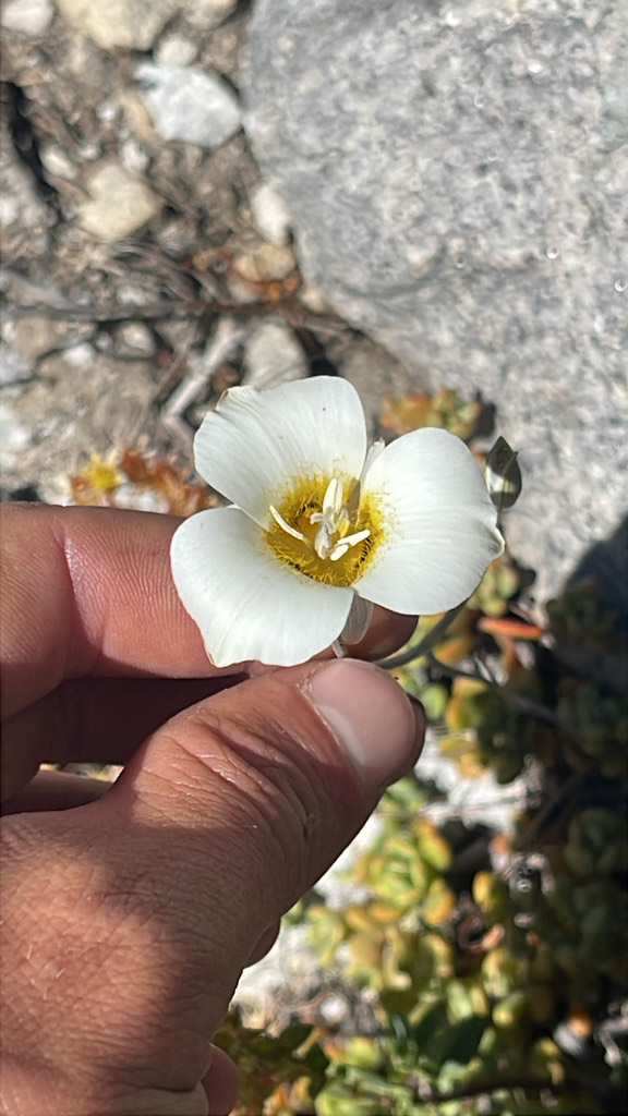 Leichtlin’s mariposa lily above the Middle Fork Kings, July 6. Photo © Garrett Craig, CC BY-NC.