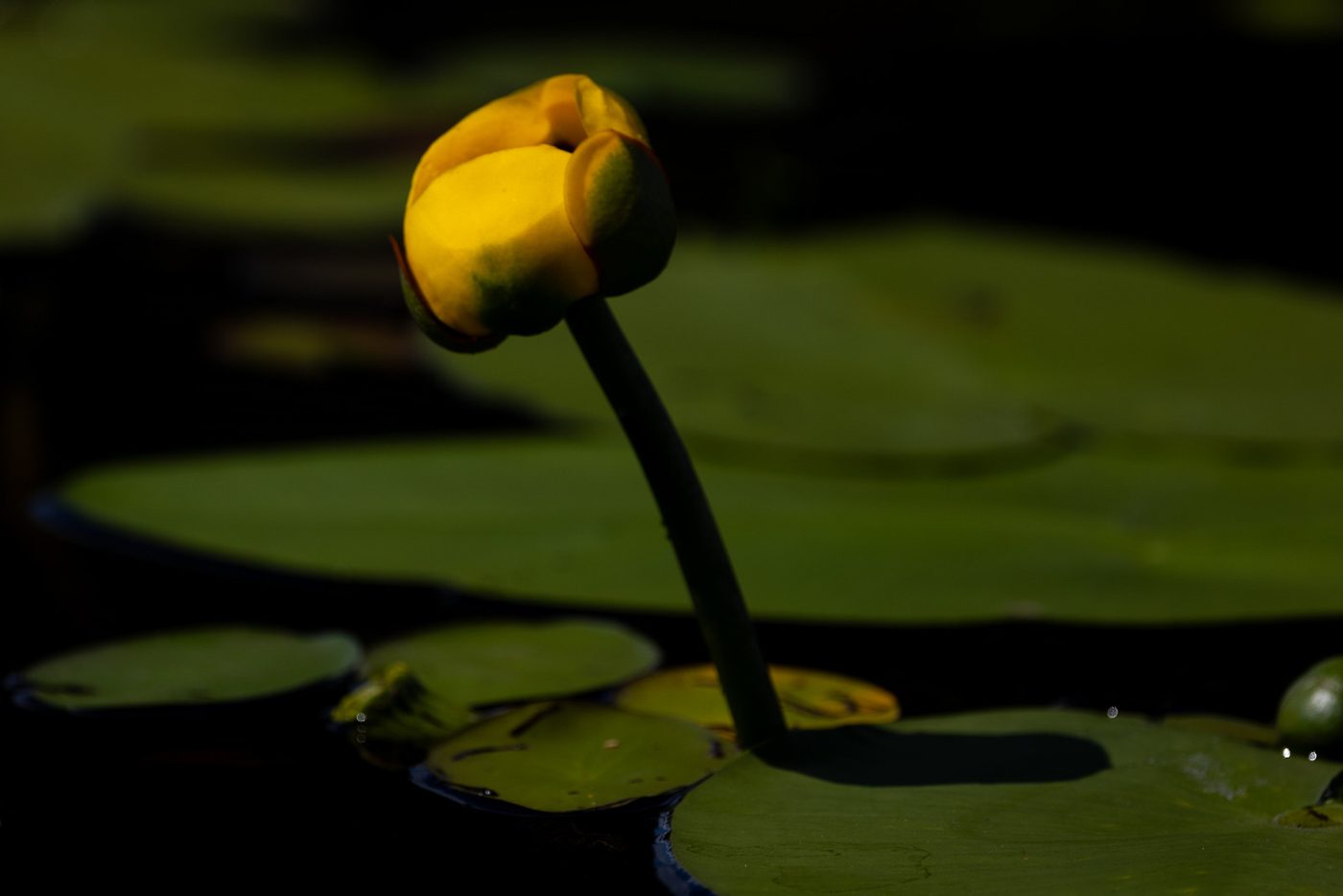 Yellow pond-lily.