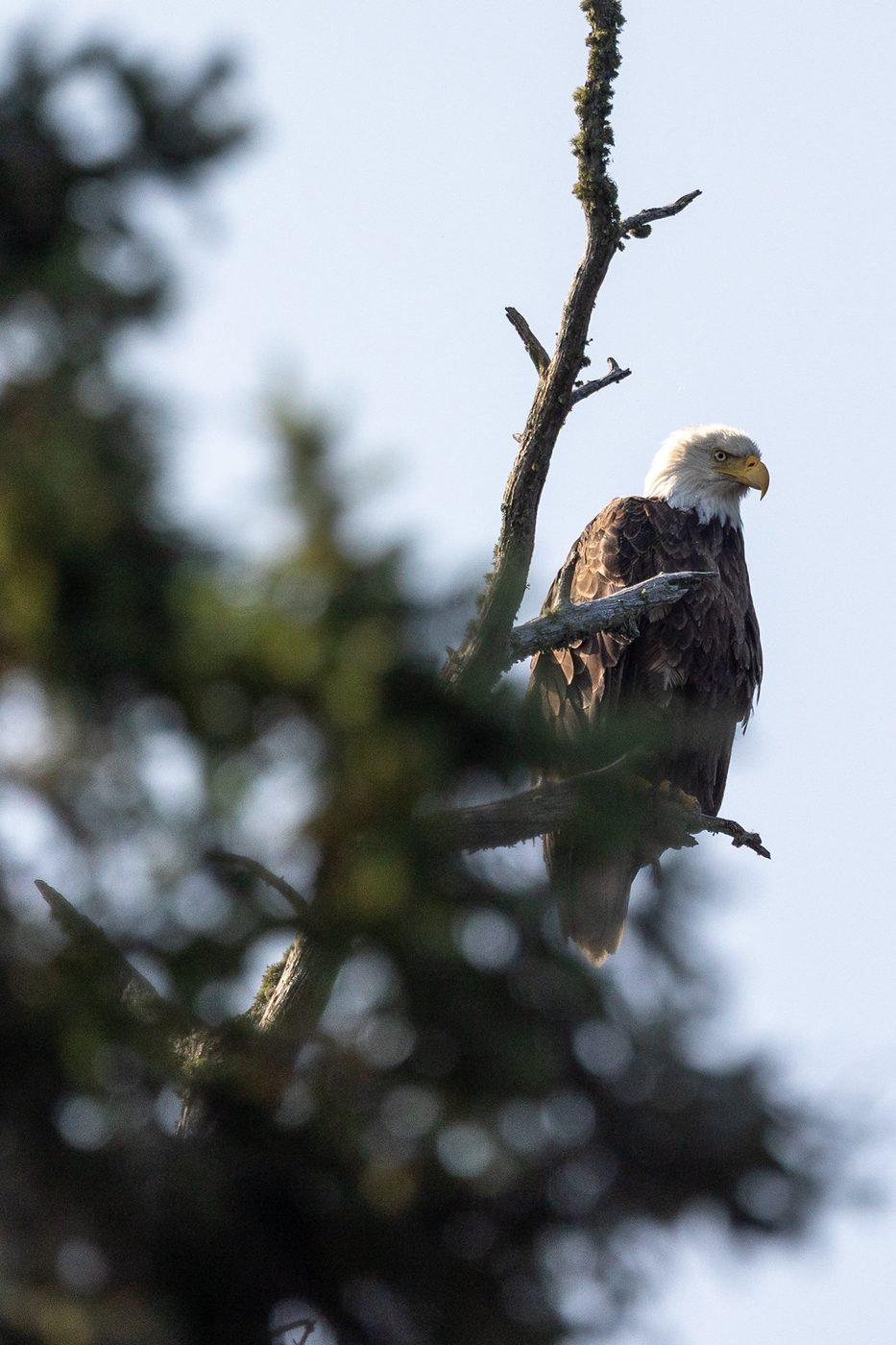 Bald eagle.