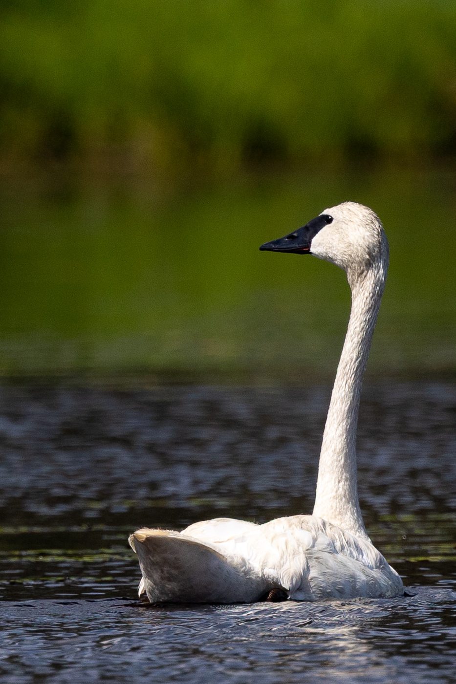 Trumpeter swan.