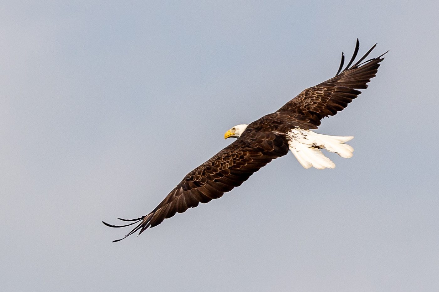 Eagle in flight.