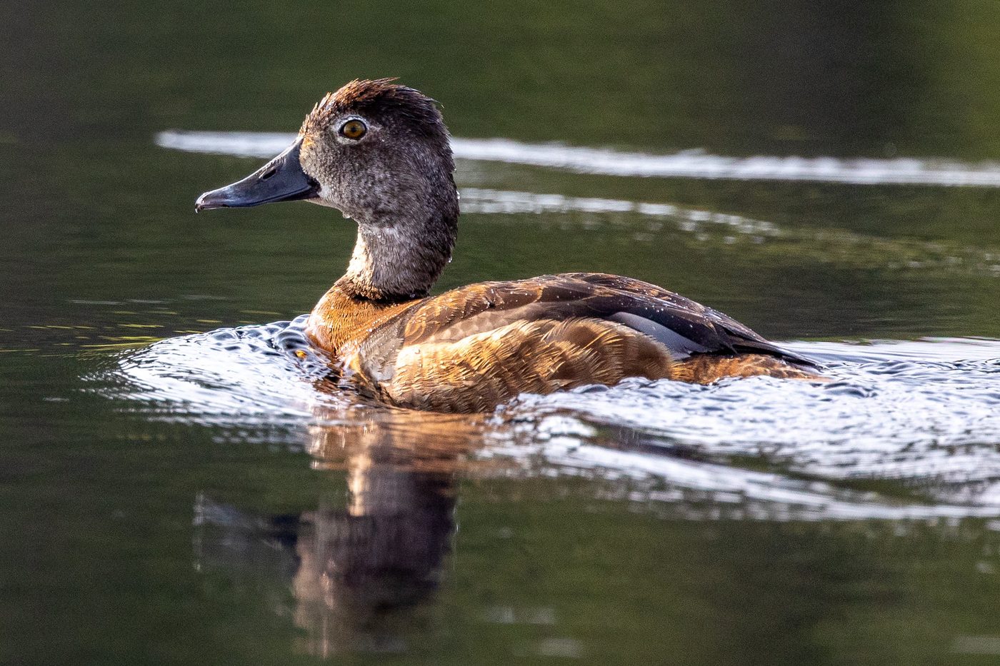 Ring-necked duck.