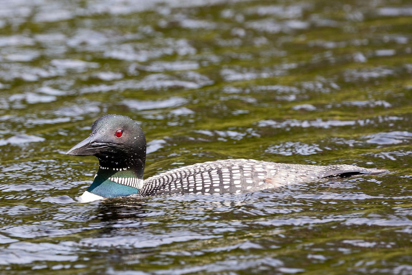 Common loon.