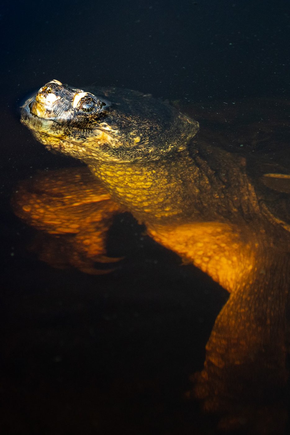 Snapping turtle underwater.