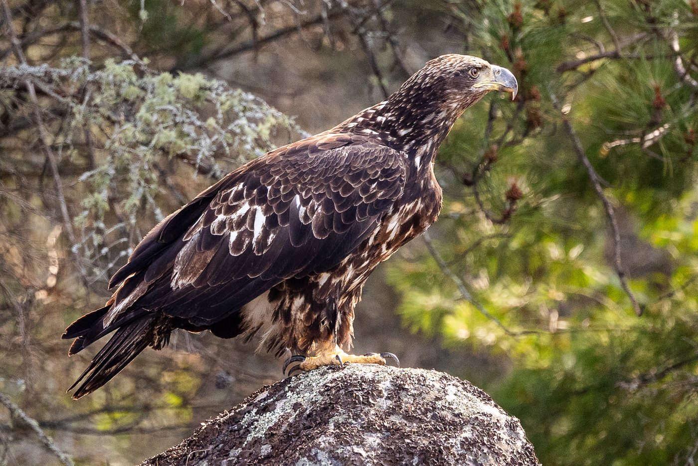Juvenile eagle on boulder.