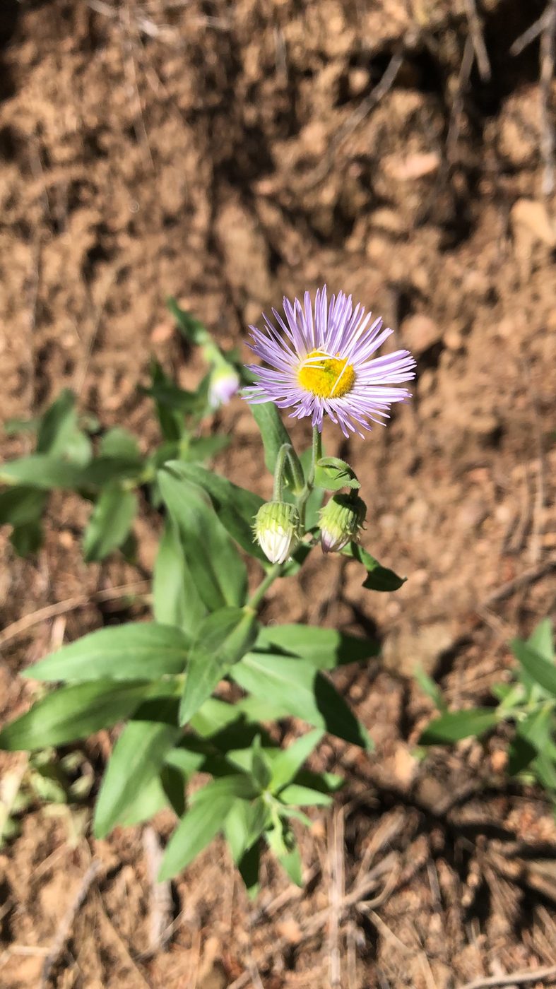 Aster.