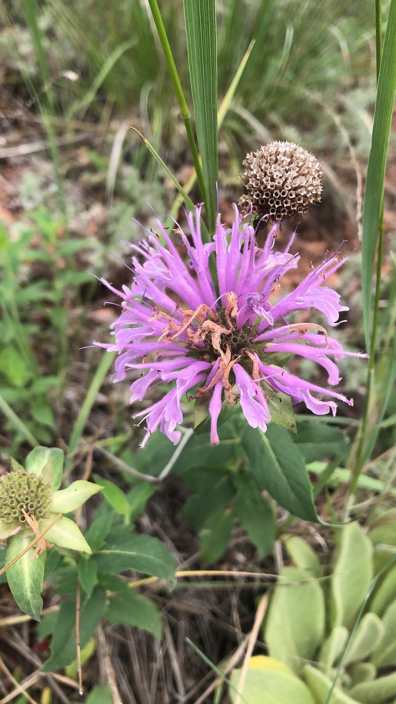 Wild bergamot.