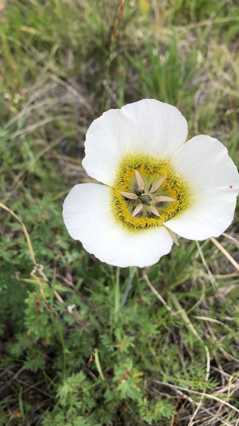 Sego lily.
