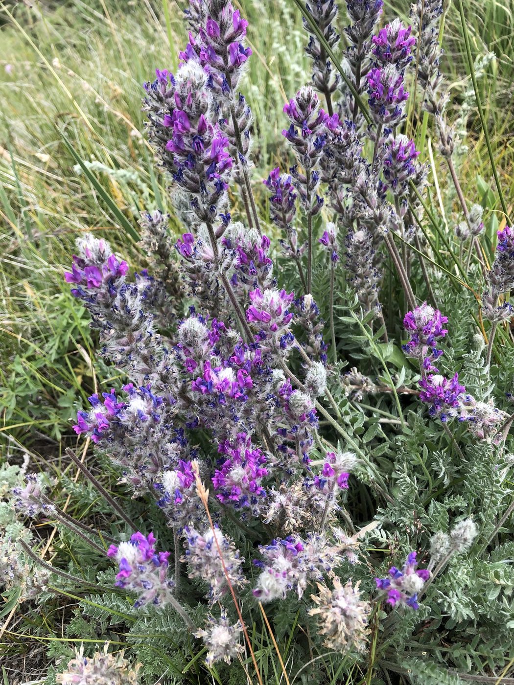 Lupine.
