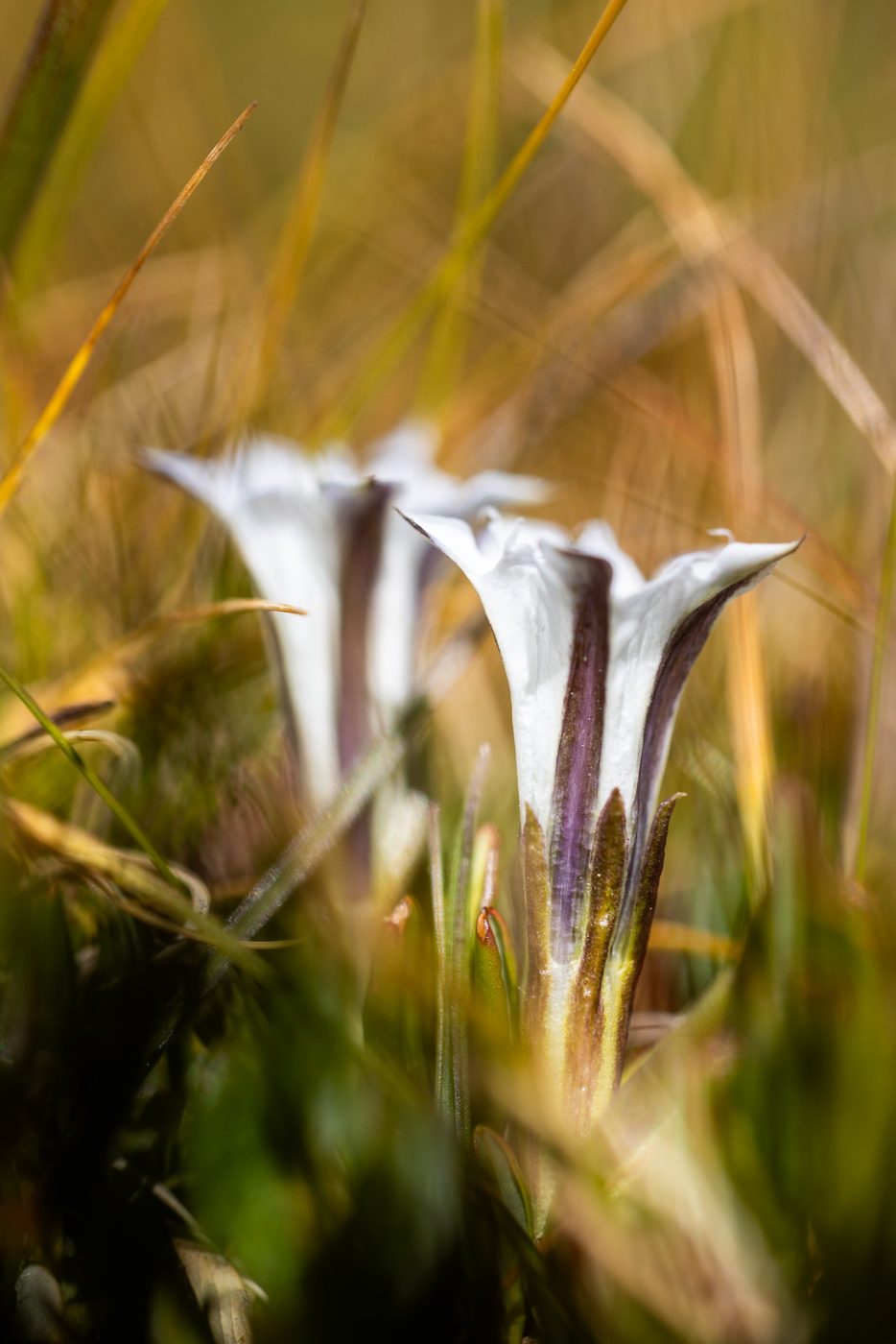 Gentians.