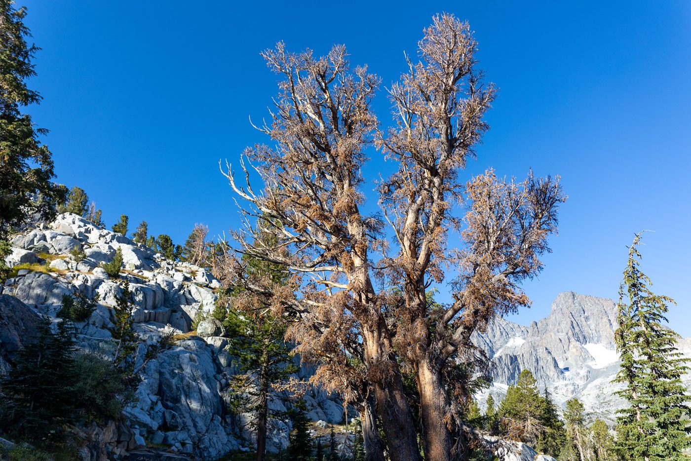 Whitebark pine.