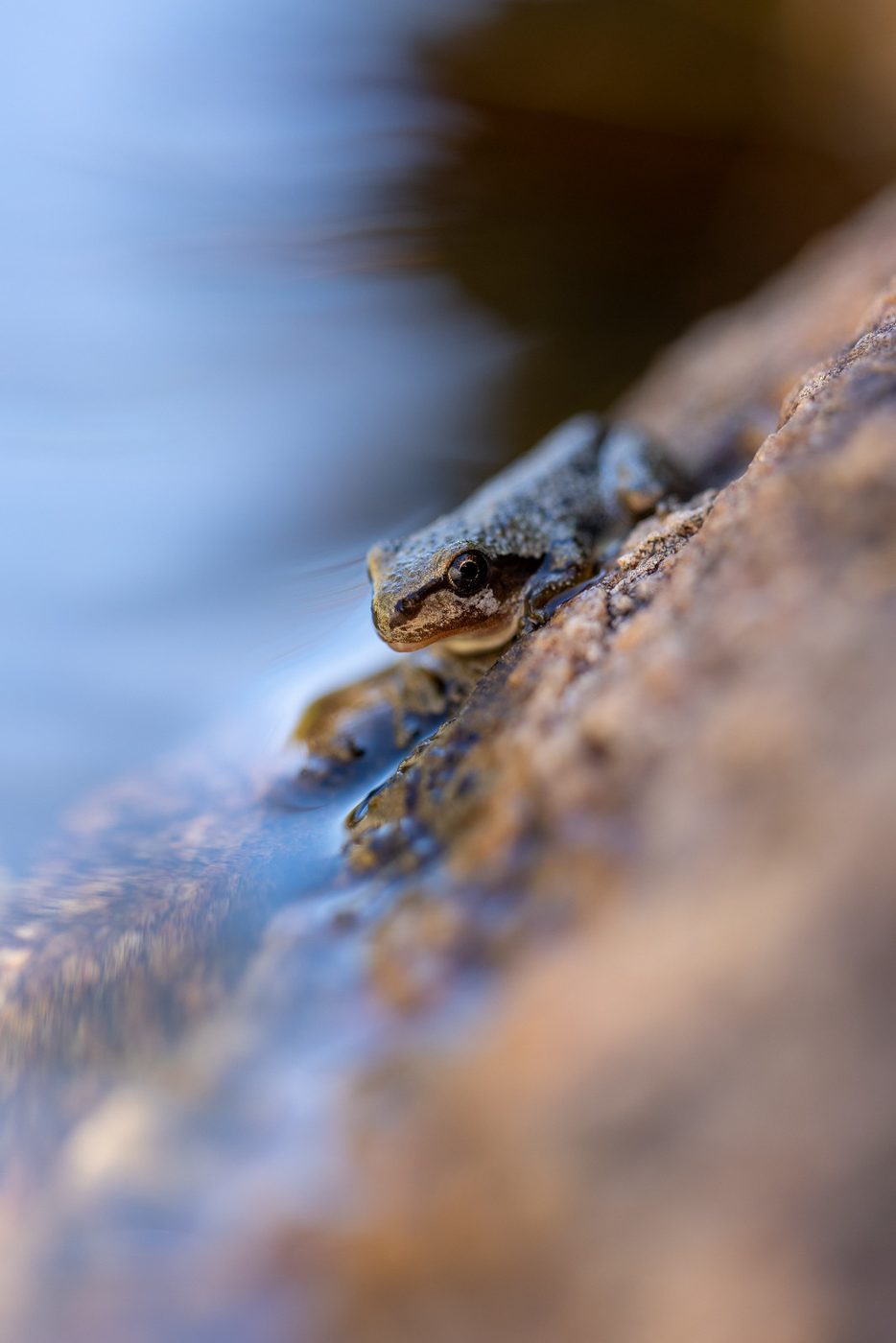 Sierra treefrog.