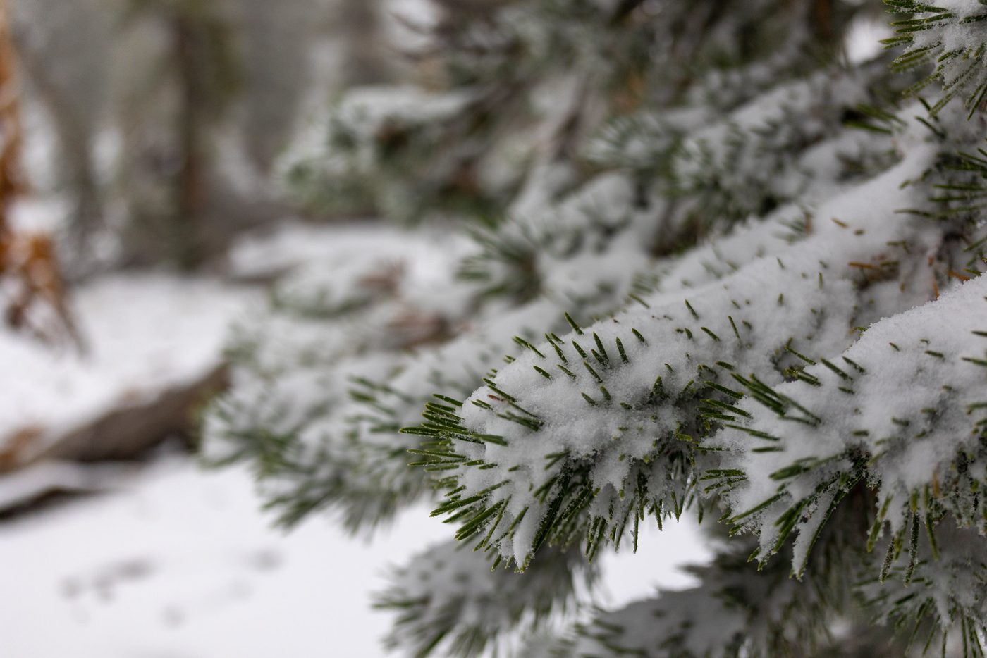 Snow on the firs in August.