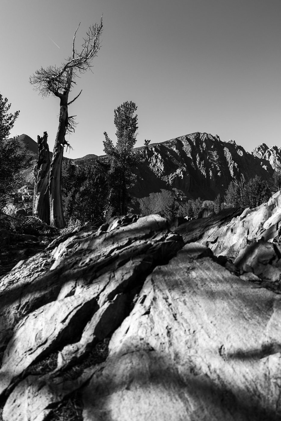 Gnarled tree in black and white.