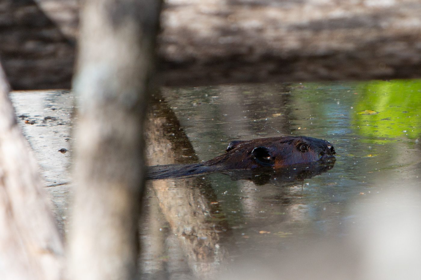 Beaver.