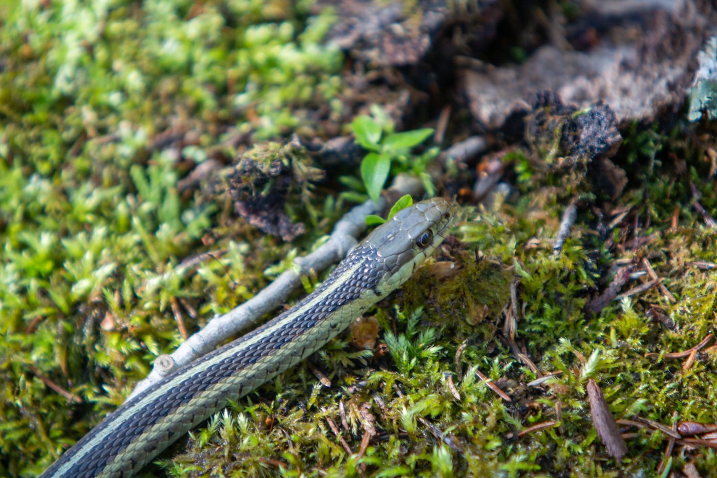Garter snake.