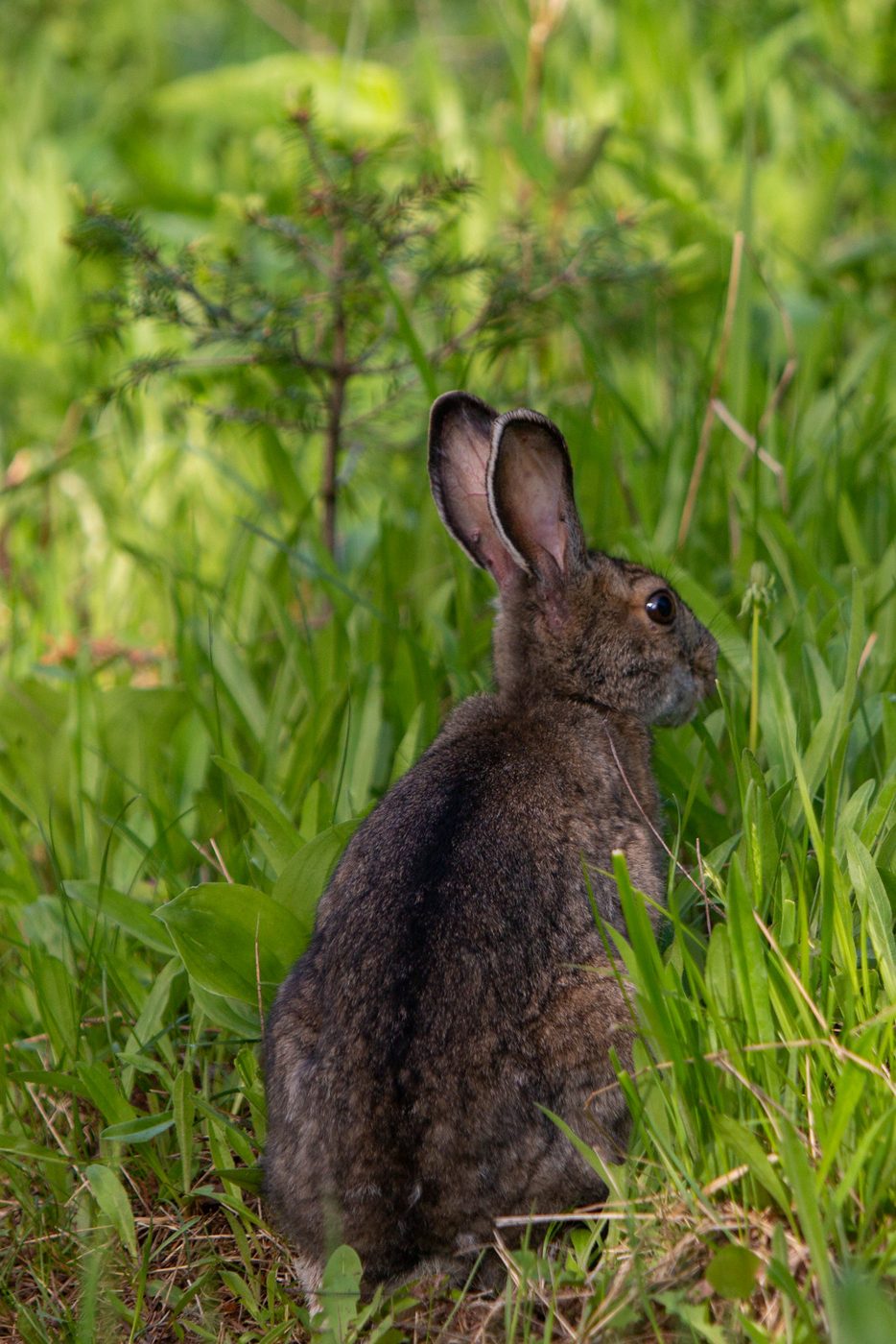 Snowshoe hare.