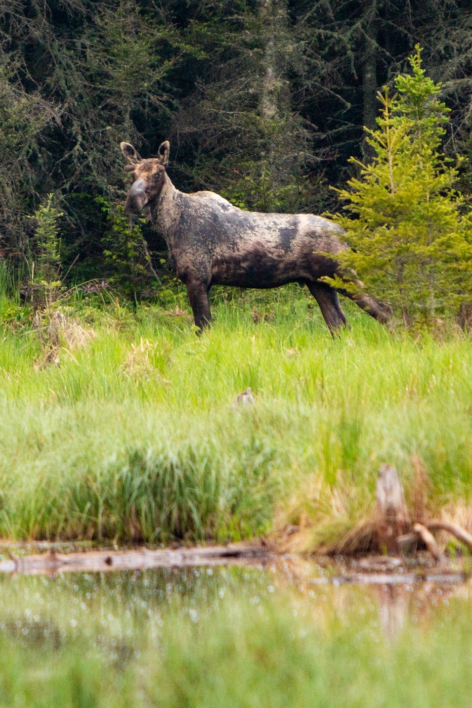 Moose in meadow.