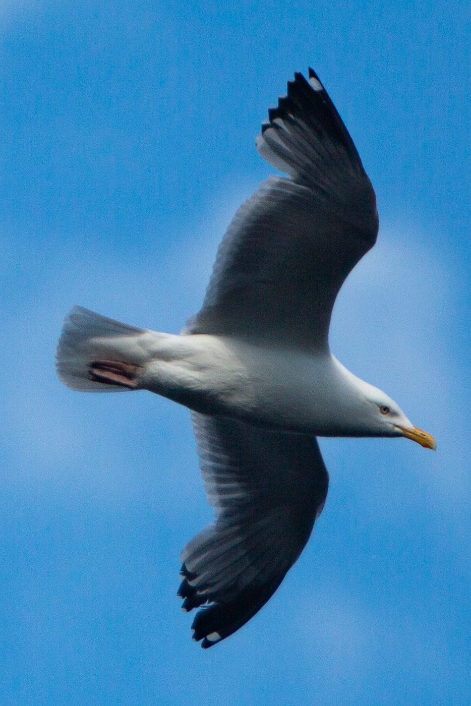 Gull in flight.