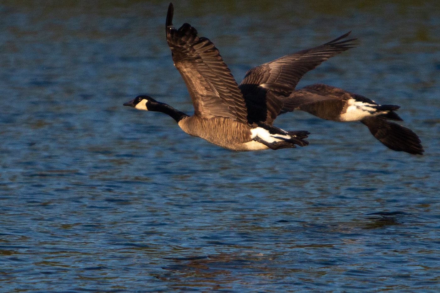 Canada geese.