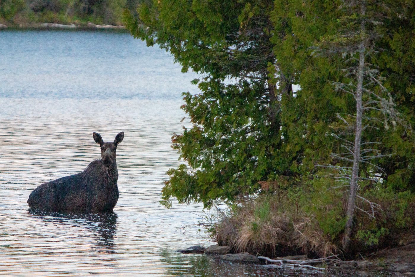 Moose wading.