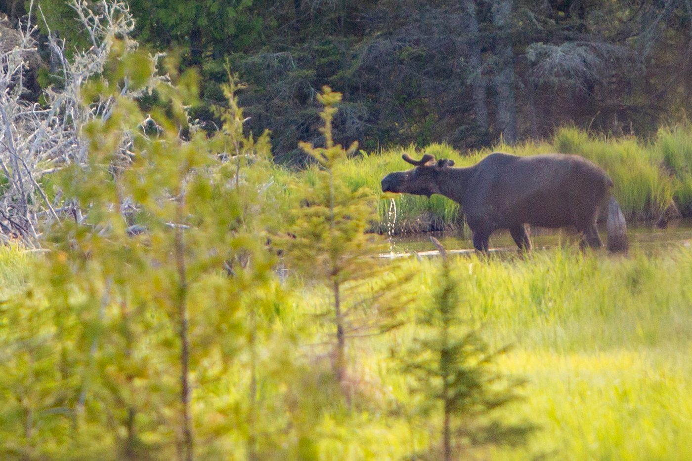 Moose in meadow.