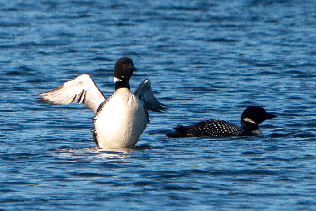 Loon wing-flap.