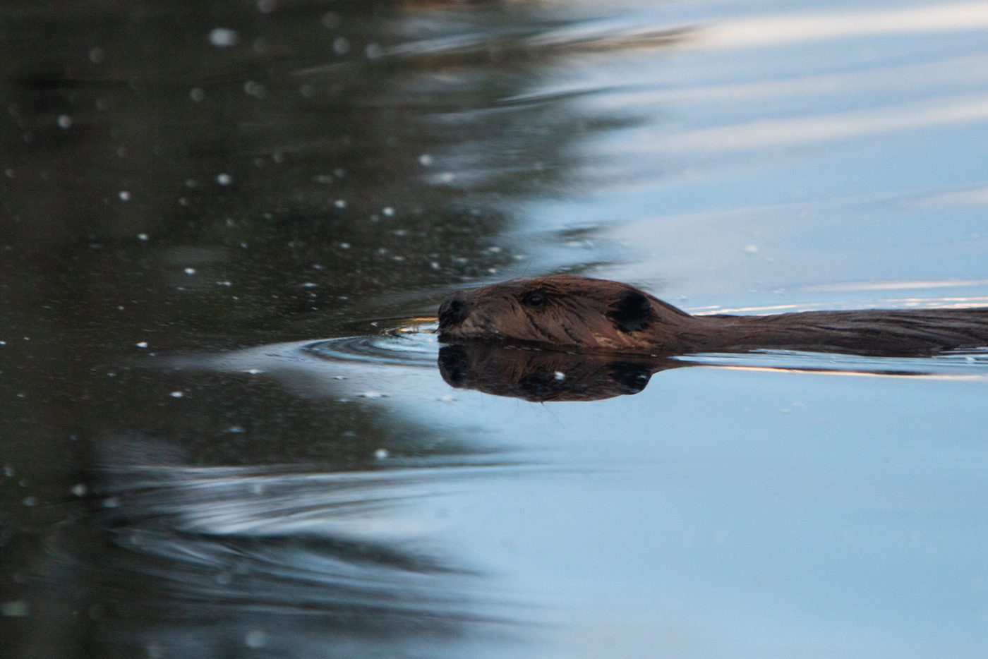 Beaver swimming.