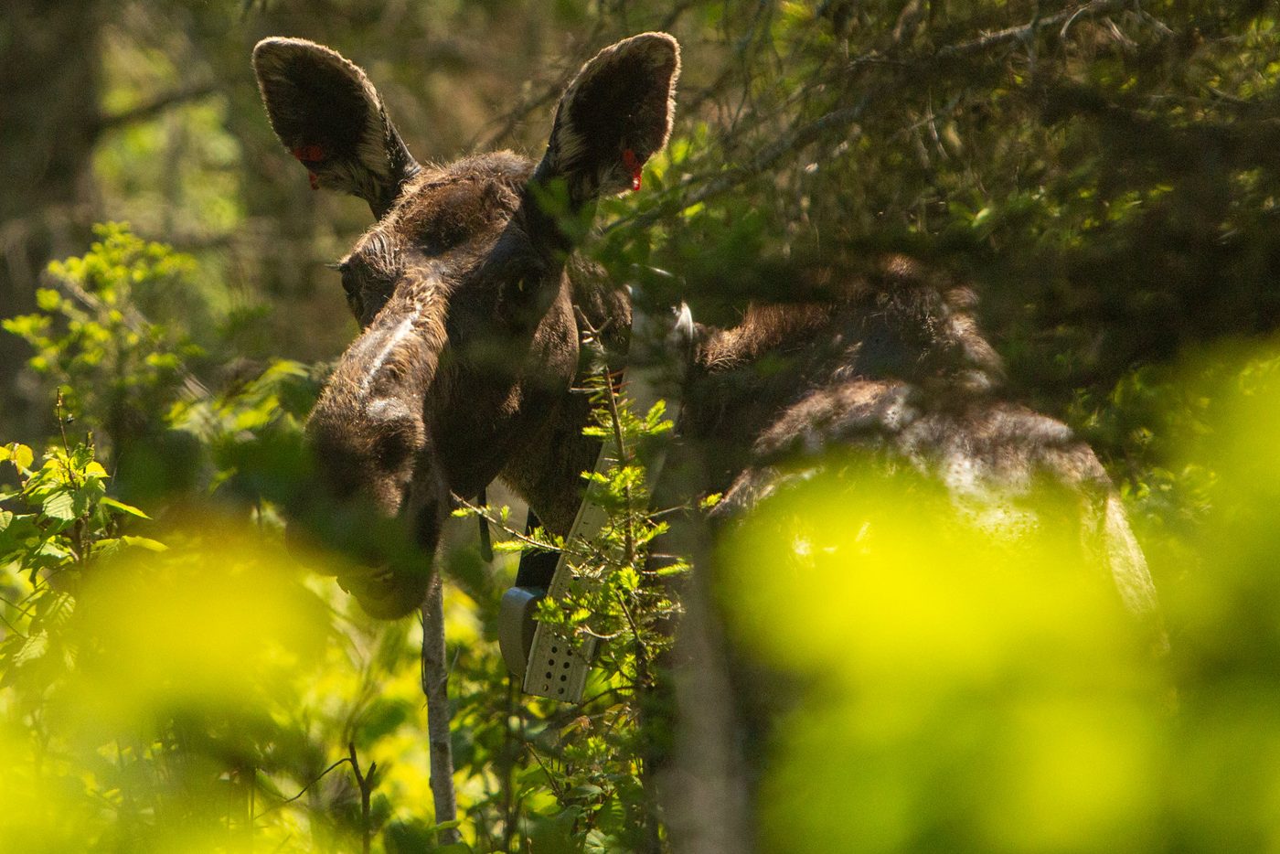 Moose through foliage.