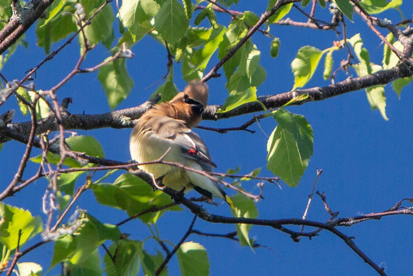 Cedar waxwing.