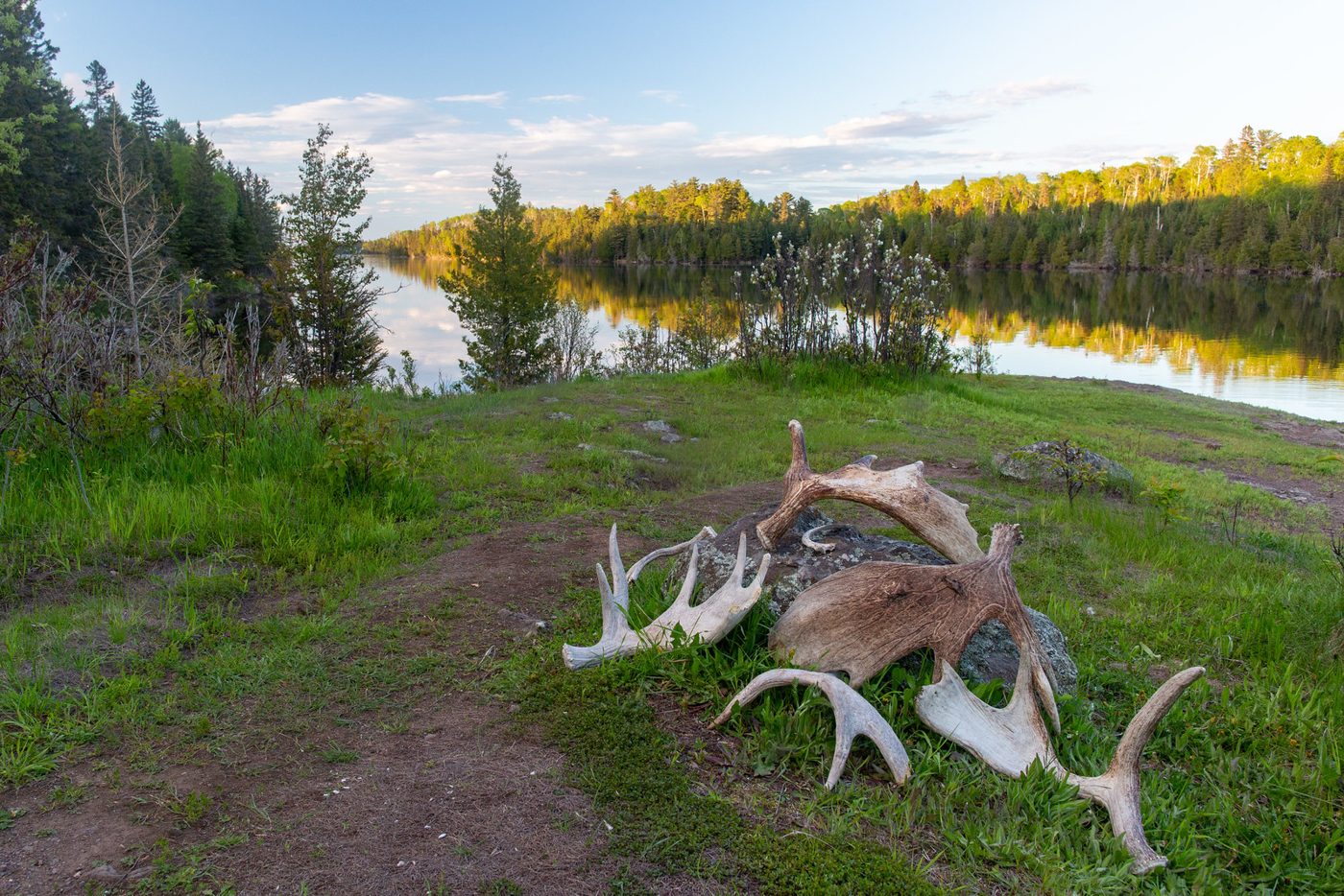 Antlers by the lake.