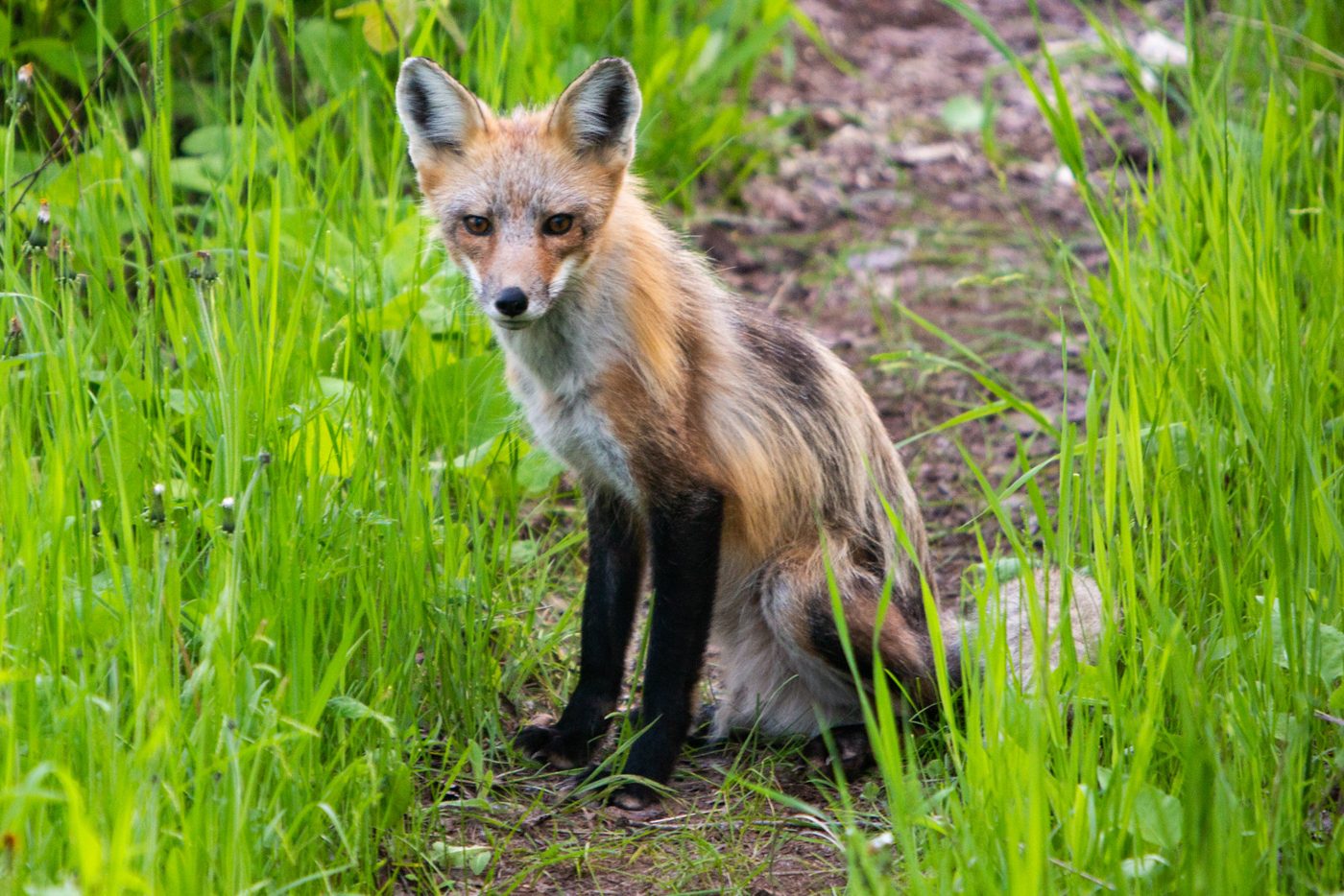 Red fox.