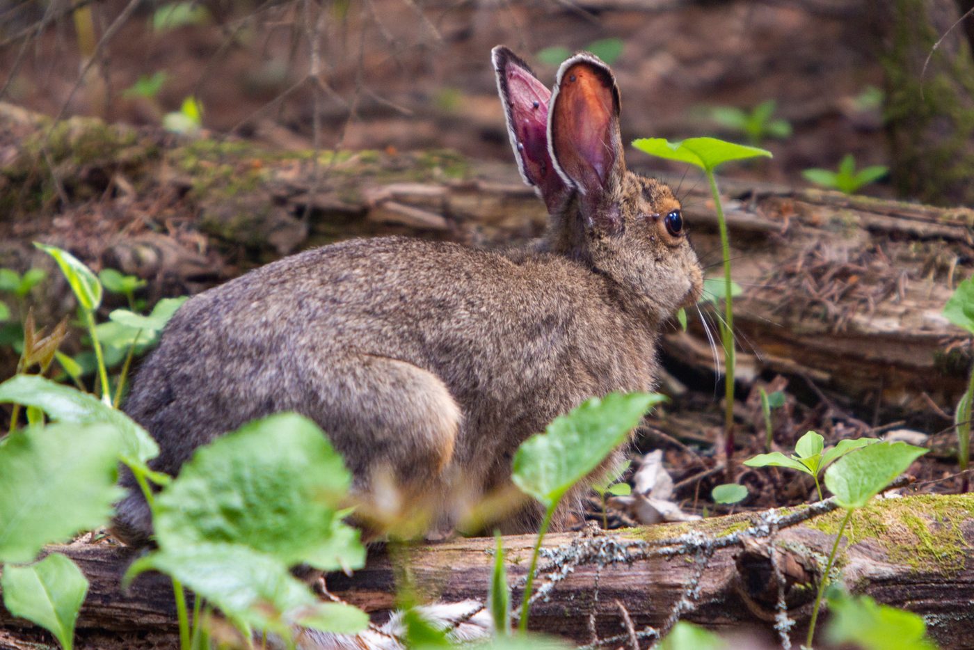 Snowshoe hare.