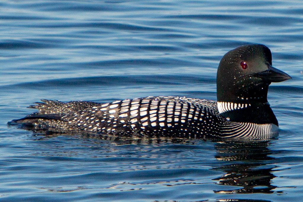 Loon.
