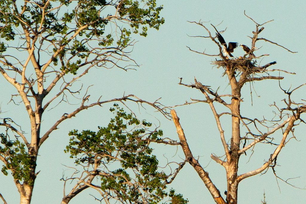 Osprey nest.