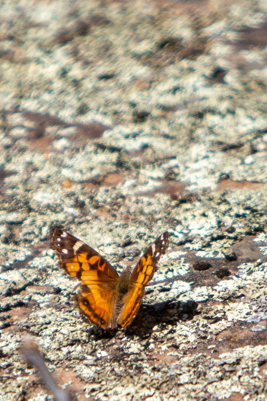 Butterfly.