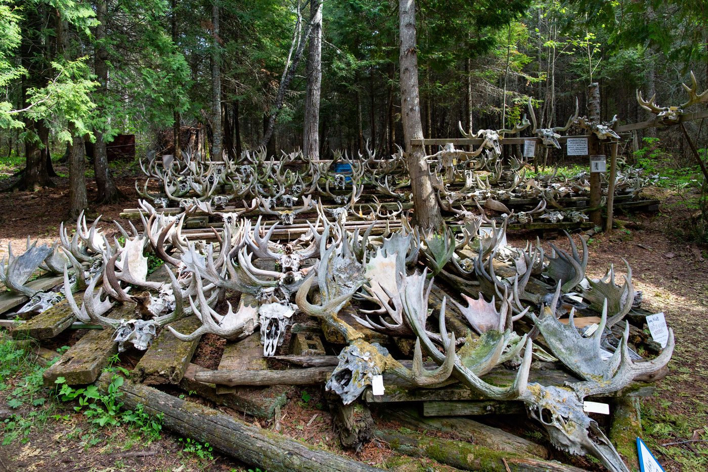 Antler pile.