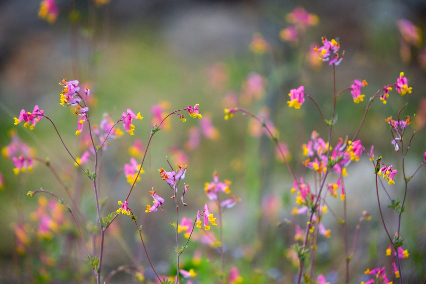 Pink wildflowers.
