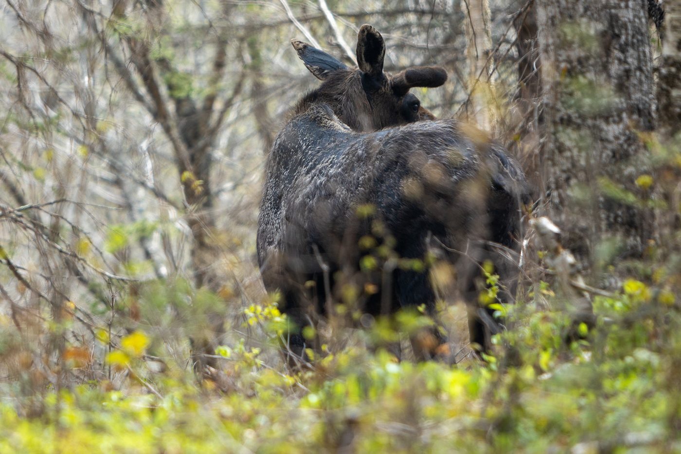 Moose.