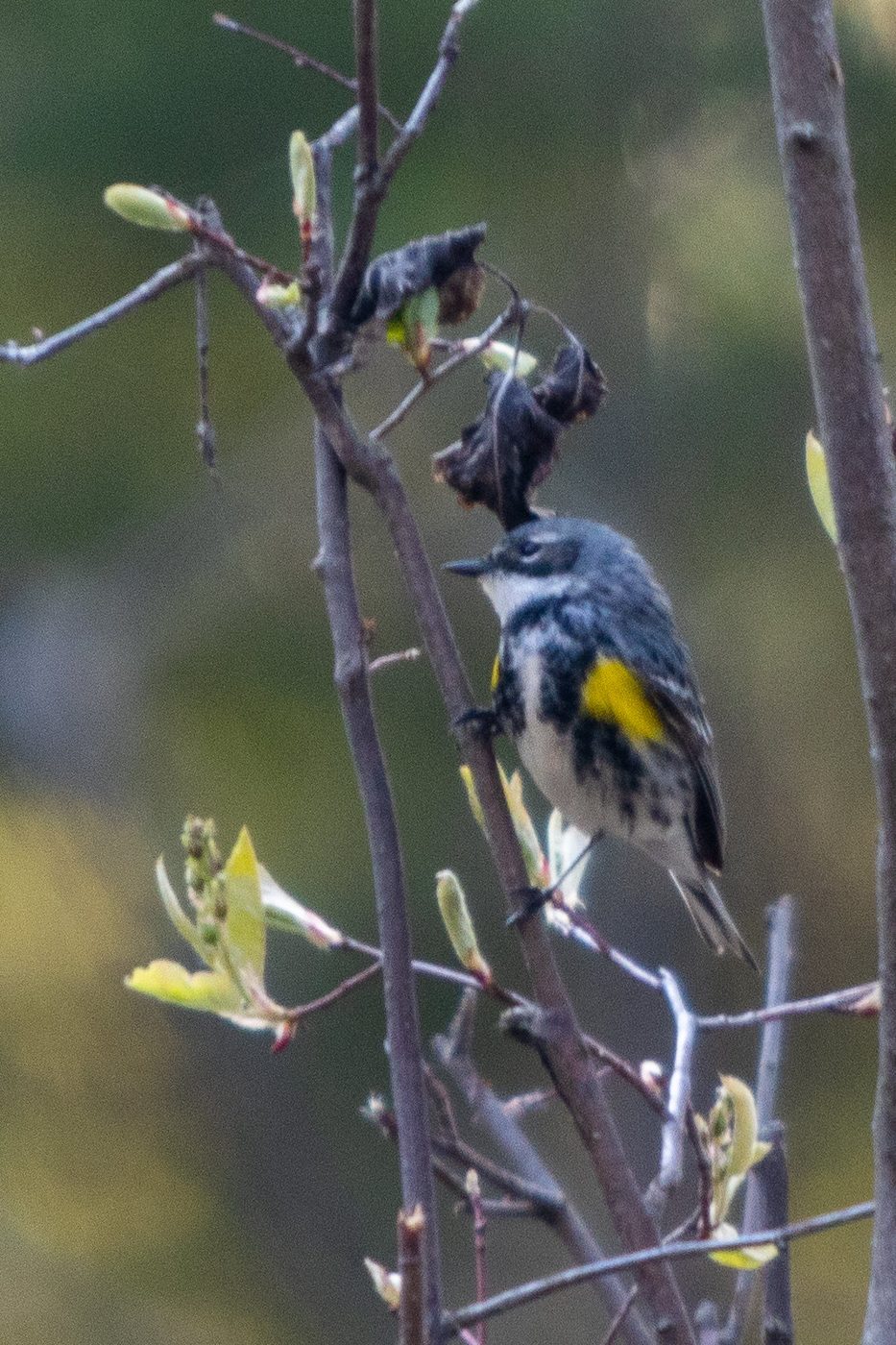 Yellow-rumped warbler.