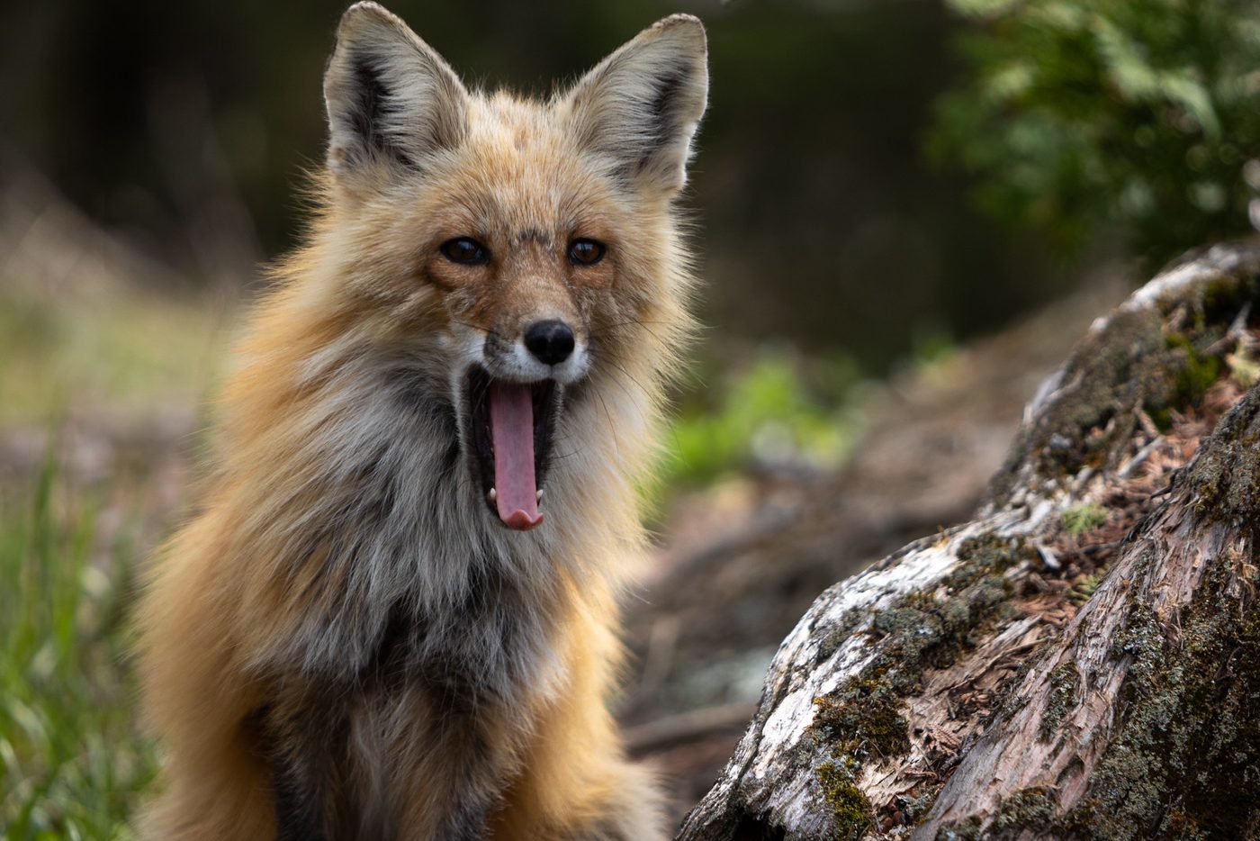 Fox yawning.