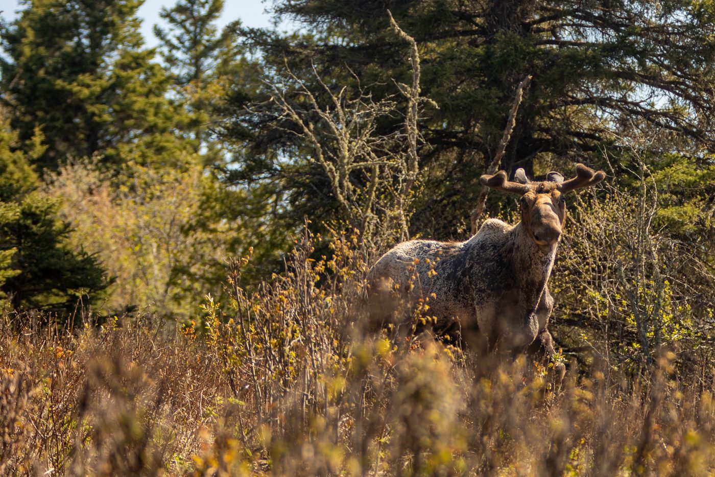 Moose in brush.