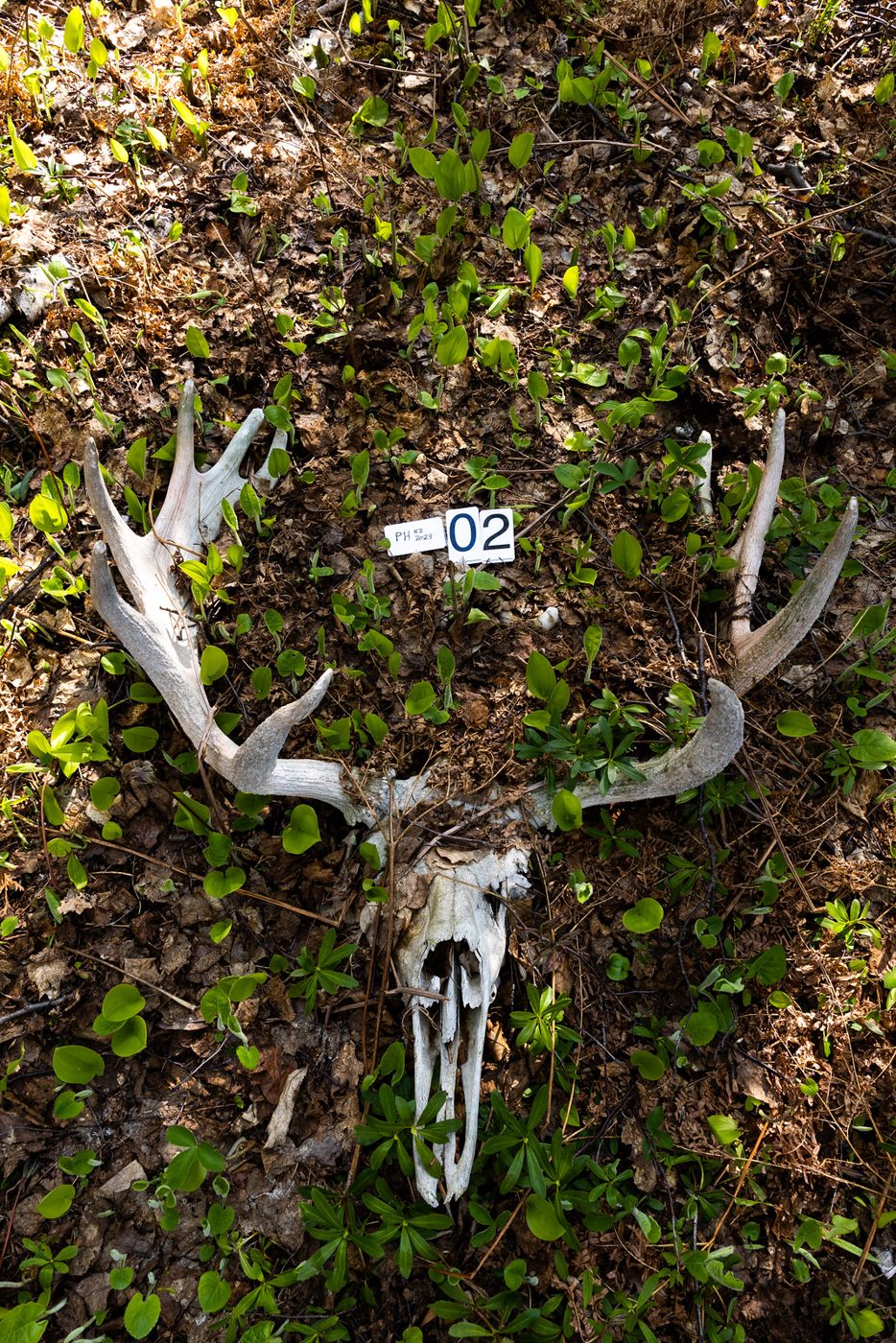 Antlers with tag 02.
