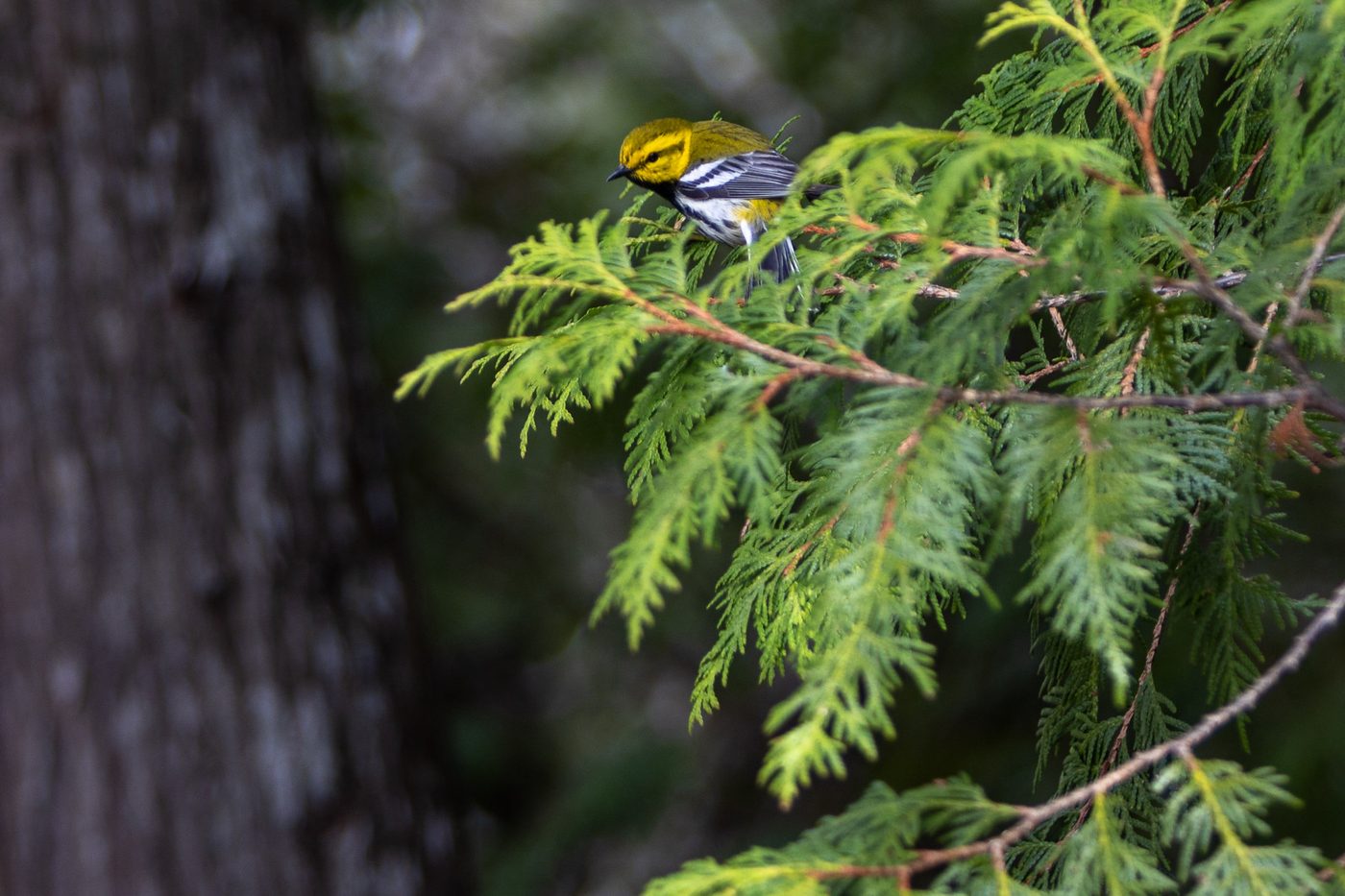 Warbler in cedar.