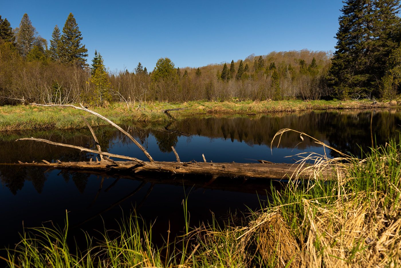 Beaver pond.
