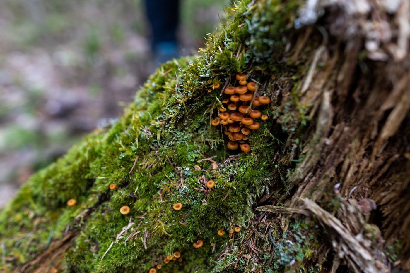 Orange mushrooms on moss.
