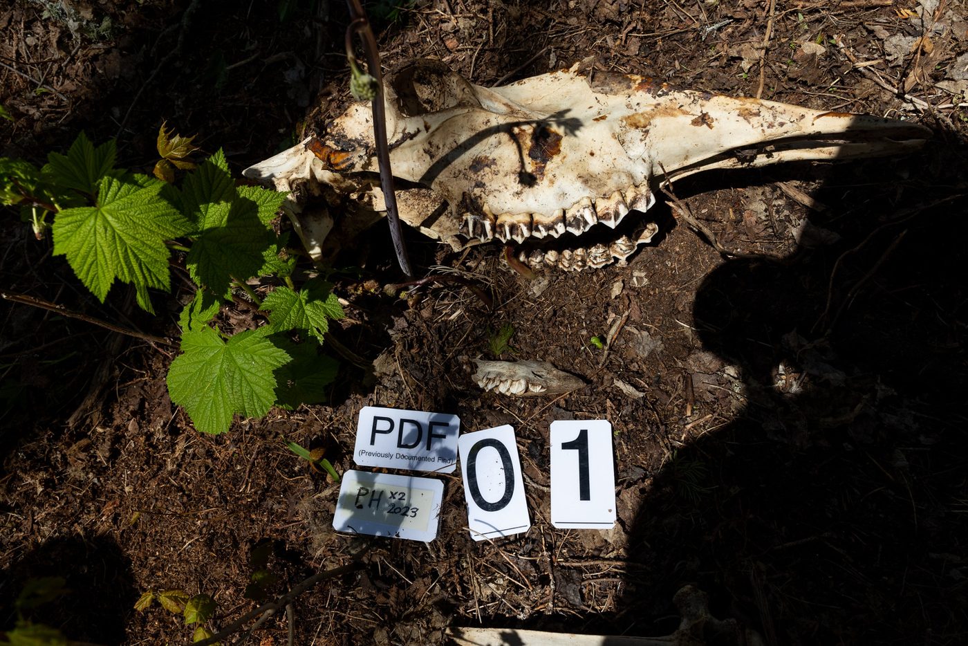 Skull with survey tag 01.