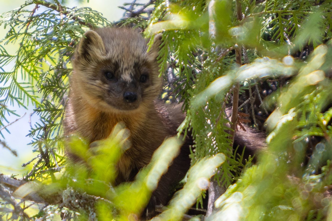 American marten in cedar.