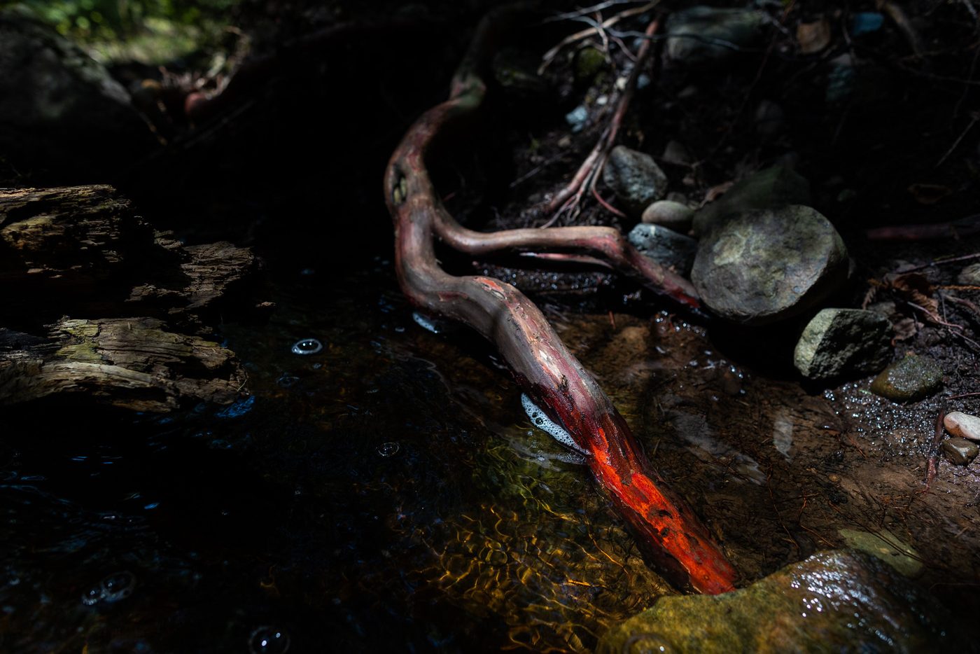 Red cedar roots in creek.