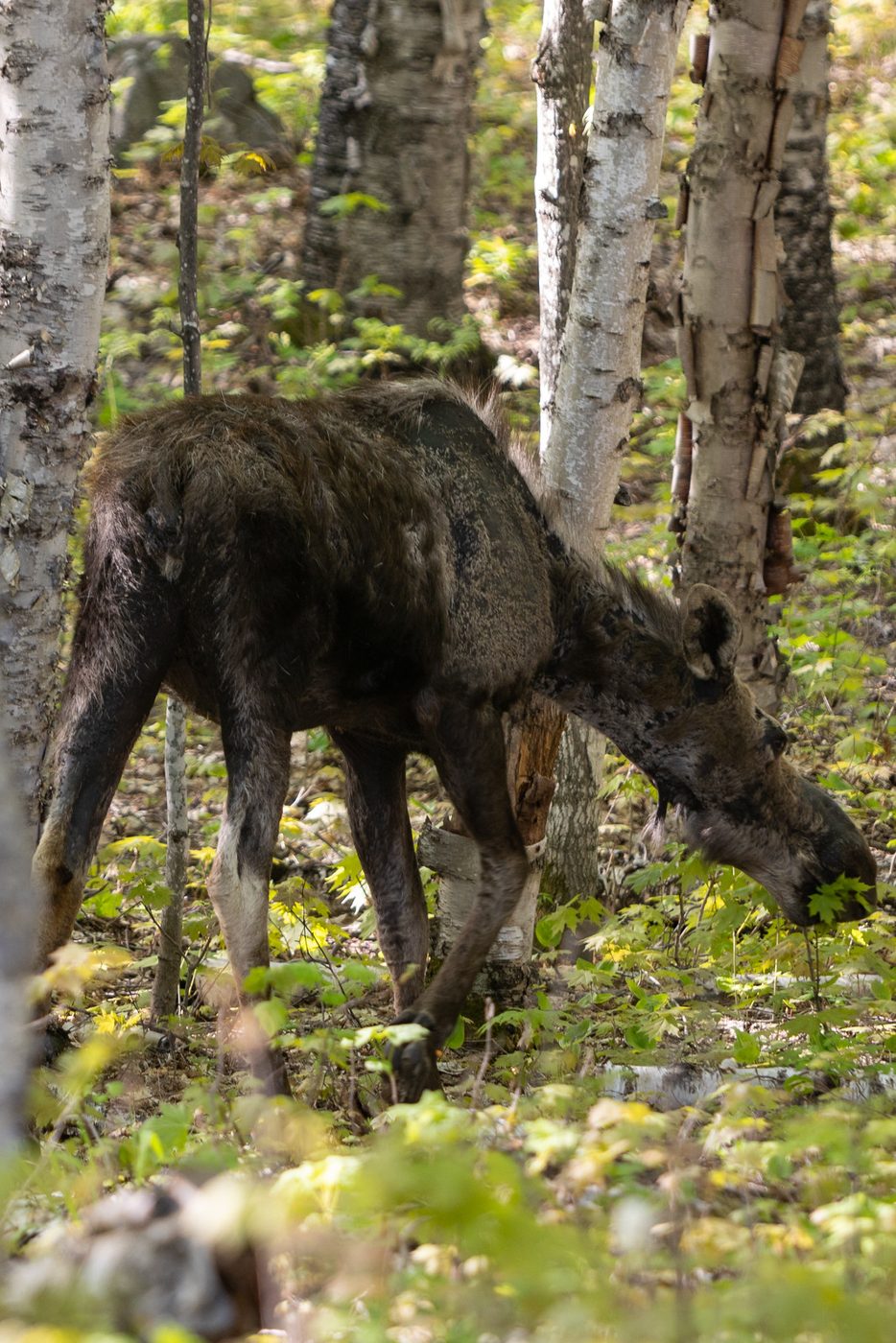 Moose browsing.